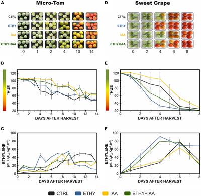 Ethylene and Auxin: Hormonal Regulation of Volatile Compound Production During Tomato (Solanum lycopersicum L.) Fruit Ripening